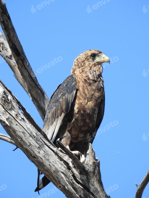Preview: A Vertical Low Angle Shot Of An Eagle Sitting On A Branch Under A Blue Sky