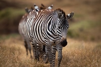 Preview: A Closeup Of A Dazzle Of Plains Zebras In A Meadow In Ngorongoro Conservation Area In Tanzania