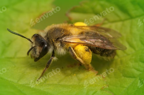 Preview: A Closeup Of A Female Miner Bee Andrena Angustior With Pollen On A Green Leaf
