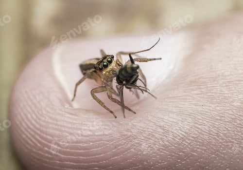 Preview: Jumping Spider Eating Fly on a Finger