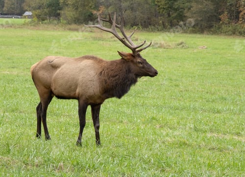 Preview: A Beautiful Shot Of An Elk In A Wild Field