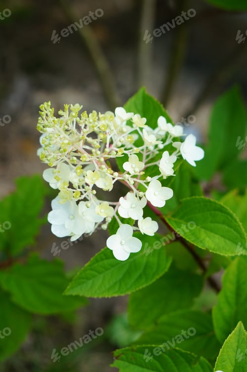 Preview: A Vertical Shot Of White Flowers On A Blurred Background