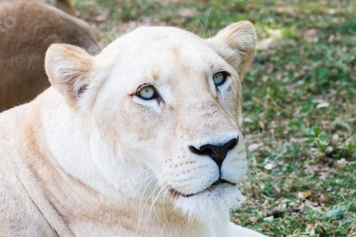 Preview: Close Up Picture Of A Lioness In Mauritius Island