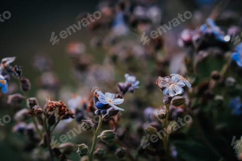 Preview: A Closeup Shot Of Beautiful Dried Wildflowers In A Forest