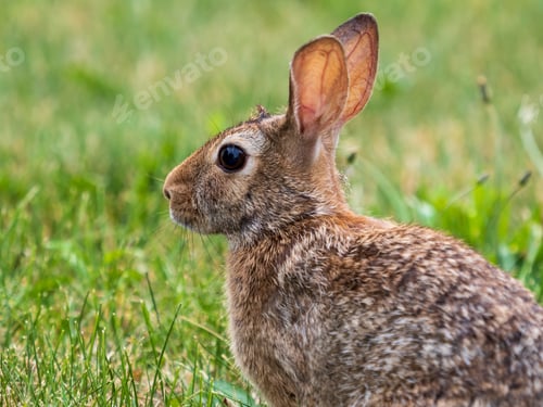 Preview: A Closeup Shot Of Bunny Rabbit With Brown Fur Laying In The Grass