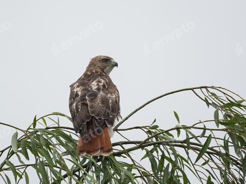 Preview: A Selective Focus Shot Of A Red-Tailed Hawk Sitting On A Tree Branch