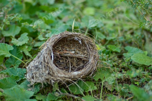 Preview: A Closeup Shot Of Bird Nest