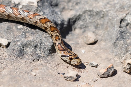 Preview: Close Up Macro Shot Of Face And Head Of An Adult Leopeard Snake Or European Ratsnake, Zamenis