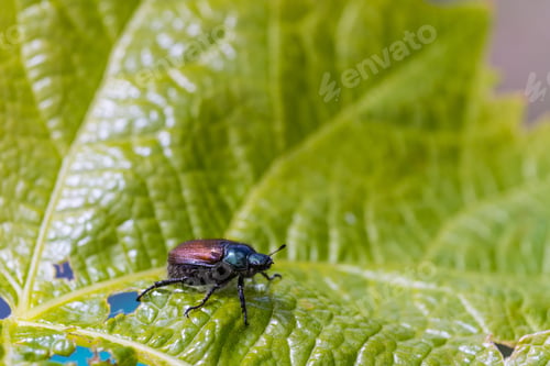 Preview: A Closeup Shot Of A Beetle On The Green Leaf