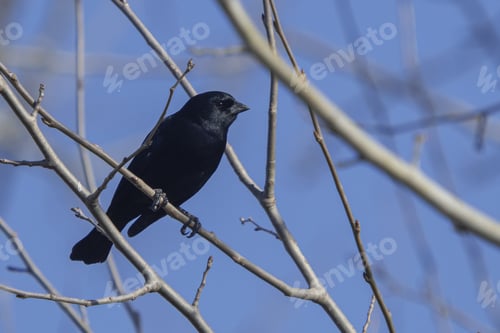 Preview: A Stunning Shot Of A Screaming Cowbird Seen Through Tree Branches