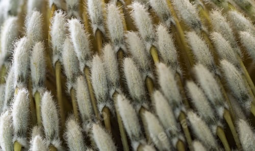 Preview: A Closeup Of A Blooming White Banksia Flower