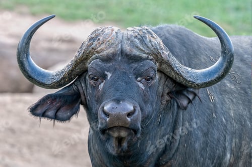 Preview: A Shallow Focus Shot Of An African Buffalo With A Blurred Background