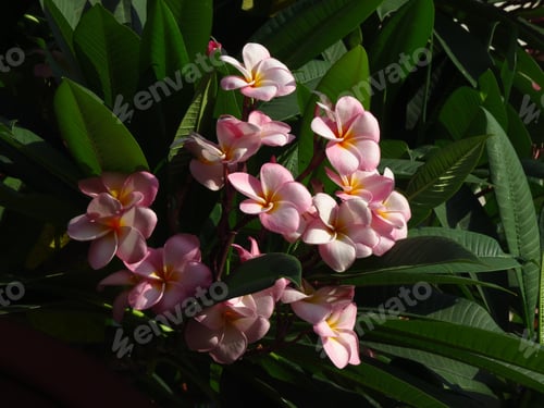 Preview: A Closeup Shot Of Beautiful Frangipani Flowers
