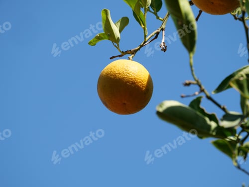 Preview: A Low Angle Shot Of An Orange Hanging From A Branch