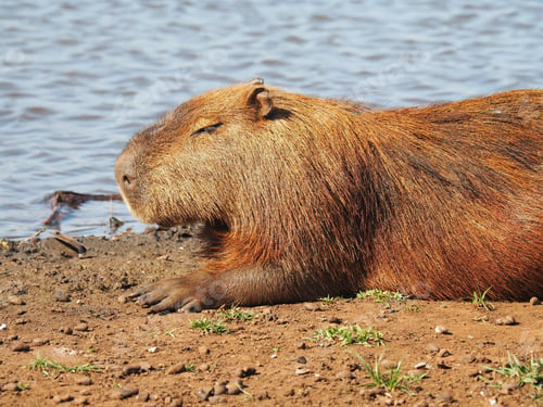 Preview: A Capybara Sitting At A Lake At Daytime