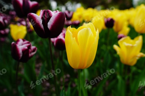 Preview: A Beautiful Closeup Of A Purple And Yellow Tulips In A Park