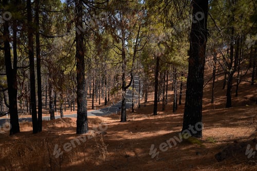 Preview: Pine Trees In A Forest In Summer