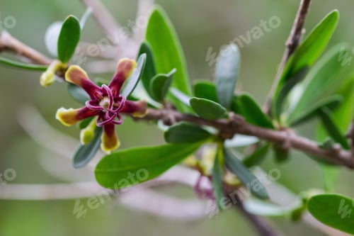 Preview: African Wolfbane Plant With A Flower In Bloom Growing In The Maltese Islands - Periploca