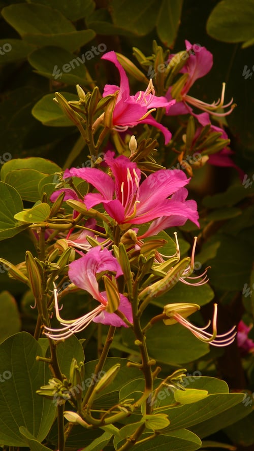 Preview: A Vertical Shot Of Beautiful Pink Bauhinia Flowers