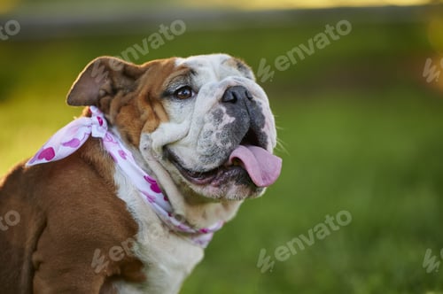 Preview: A Portrait Of An Adorable English Bulldog Wearing A Scarf With Hearts Print