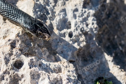 Preview: Close Up Macro Shot Of Face And Head Of An Adult Black Western Whip Snake, Hierophis Viridiflavus