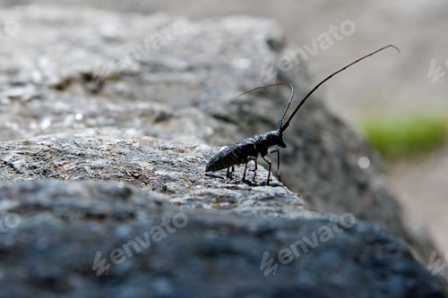 Preview: Close Up Of The Spotted Sawyer Beetle On Top Of A Boulder With A Blurred Background In Yellowstone