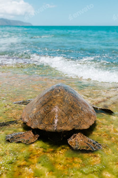 Preview: A Selective Closeup Shot Of A Brown Pacific Ridley Sea Turtle Near The Sea On A Sunny Day