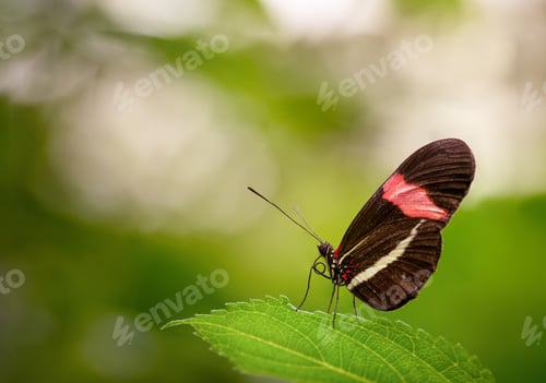Preview: A Closeup Shot Of A Beautiful Butterfly Sitting On A Green Leaf On Blurred Background