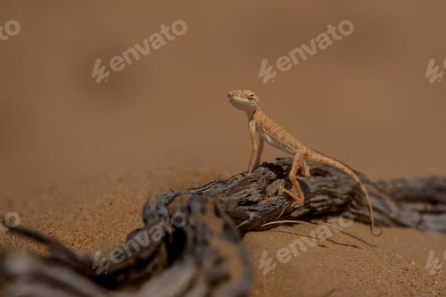 Preview: A Selective Focus Shot Of The Arabian Toad-Headed Agama