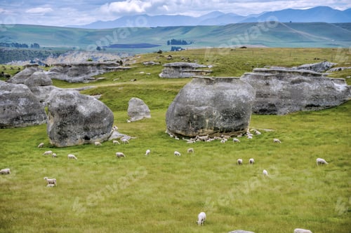 Preview: A Herd Of Sheep In Grassland In Waitaki Basin Near Oamaru In New Zealand