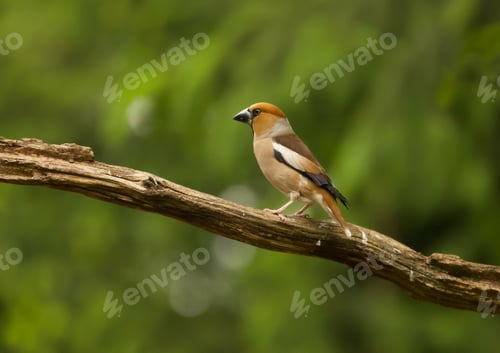 Preview: A Closeup Shot Of A Hawfinch Perched On A Branch