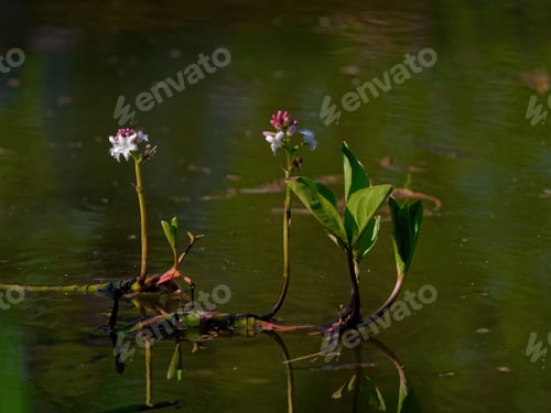 Preview: A Closeup Shot Of Growing White And Pink Flowers In The Lake