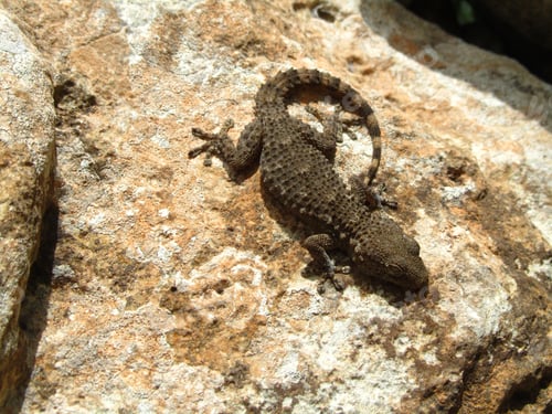 Preview: A Top View Shot Of A Moorish Gecko On A Rock On A Sunny Day