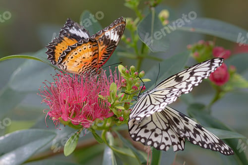 Preview: A Closeup Of Beautiful Butterflies Collecting Nectar From Colorful Flowers