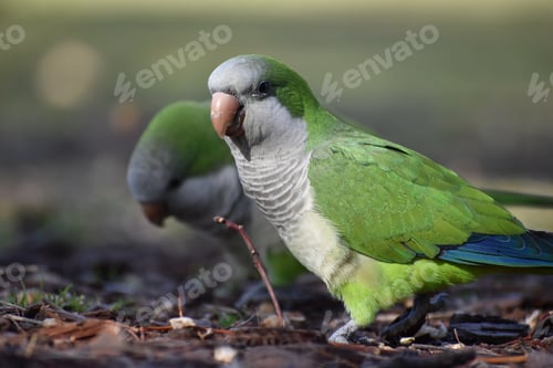 Preview: Pair Of Monk Parakeet (Myiopsitta Monachus), Or Quaker Parrot, On The Ground