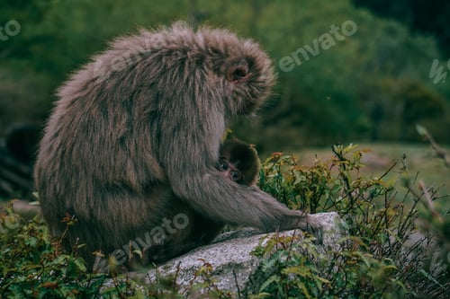 Preview: A Picture Of A Big Japanese Macaque Holding Its Baby Surrounded By Greenery With A Blurry Background