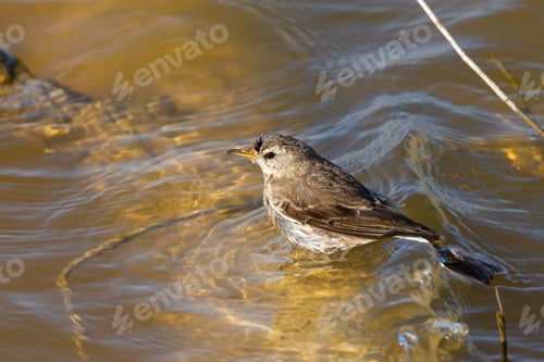 Preview: A Selective Focus Shot Of Anthus Spinoletta Or Water Pipit Perched On Water Outdoors