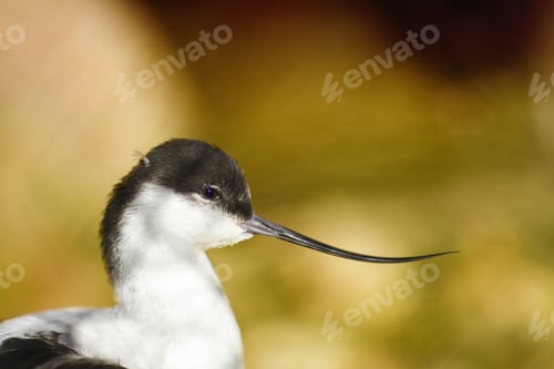 Preview: A Selective Focus Shot Of A Small Pied Avocet With A Blurred Background