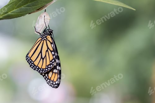 Preview: A Closeup Shot Of A Beautiful Butterfly - Metamorphosis Concept