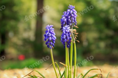 Preview: A Shallow Focus Closeup Shot Of Purple Grape Hyacinth Flowers Standing In A Garden