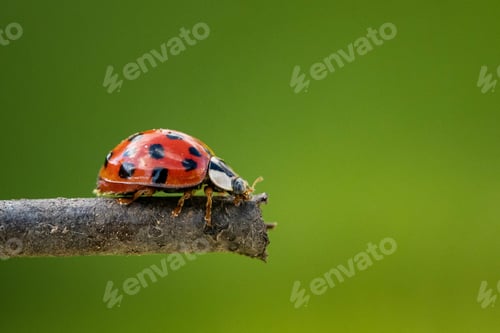 Preview: A Selective Focus Shot Of A Ladybird Sitting On A Small Wooden Branch