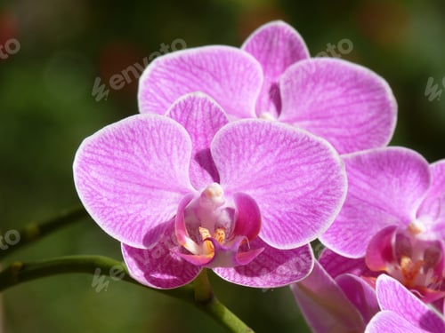 Preview: A Closeup Shot Of Blooming Orchid Flowers In The Greenery