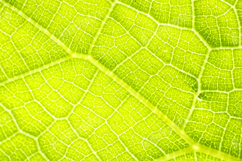 Preview: A Macro Closeup Of A Leaf Texture Background