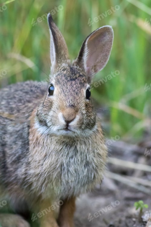 Preview: A Vertical Shallow Focus Shot Of A Gray Rabbit In The Grass