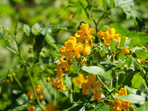 Preview: A Closeup Shot Of Blooming Yellow Senna Flowers