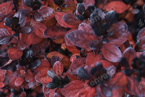 Preview: A Selective Focus Shot Of The Japanese Barberry Leaves