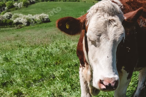 Preview: A Closeup Shot Of A White And Brown Cow Grazing On The Pasture During Daytime