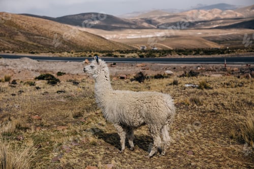 Preview: A Beautiful Shot Of A White Llama Standing In The Field With Hills On The Background