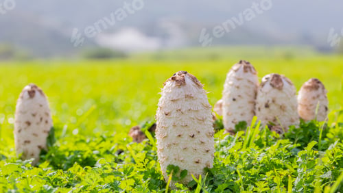 Preview: A Shallow Focus Of Shaggy Ink Caps (Coprinus Comatus) On Grass