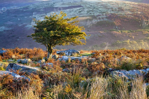 Preview: A Tree Surrounded By Greenery Under The Sunlight In The Dartmoor National Park, Devon, The Uk